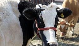 国产牛牛,探寻中国牛肉产业的崛起之路